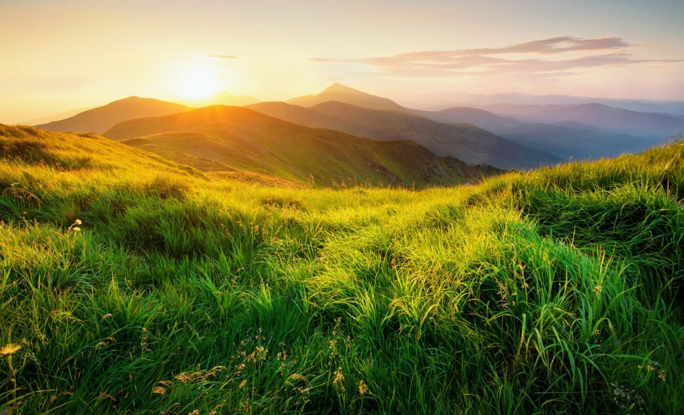 To avoid future pandemics, we must protect nature