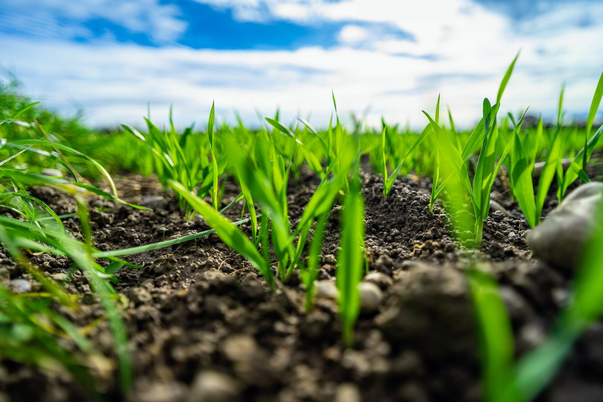Warmer soils lose their capacity to store carbon