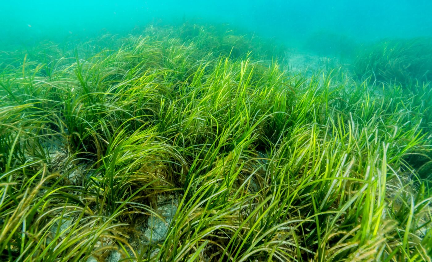 Seagrass wasting disease is fueled by climate change