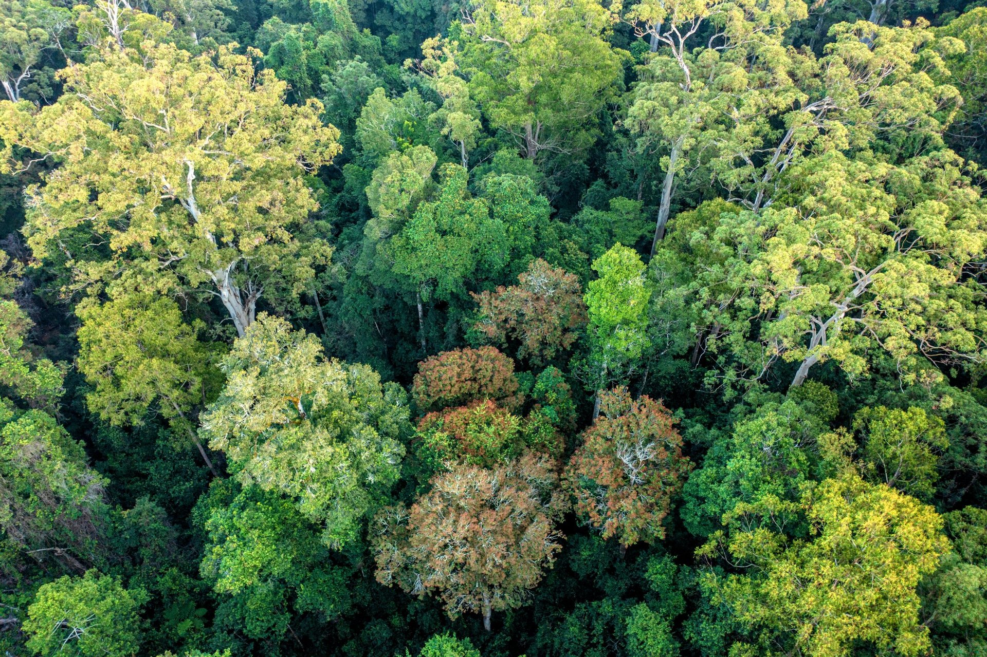 Diverse forests are more resilient and productive
