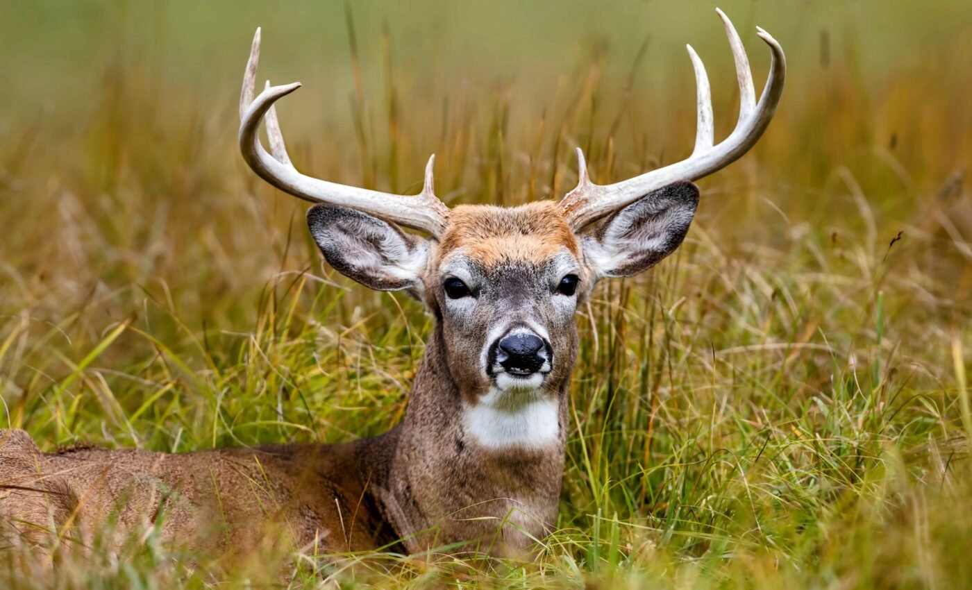 First known active COVID-19 infections in deer found in Ohio