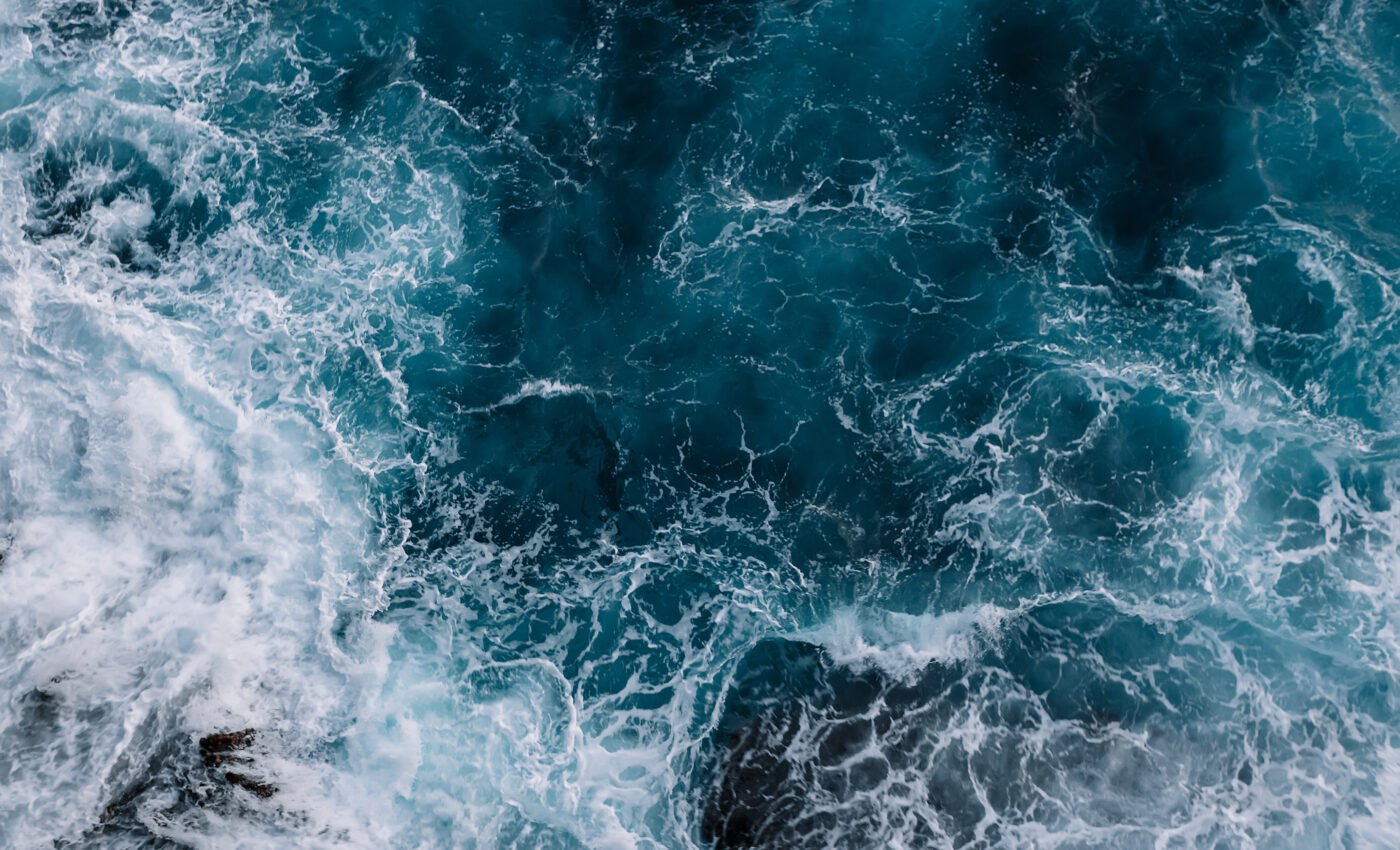 Massive groups of fish create waves to deter predators