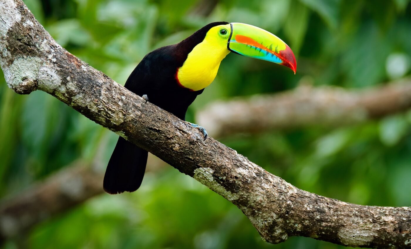 Tropical forests are critical for reaching climate goals