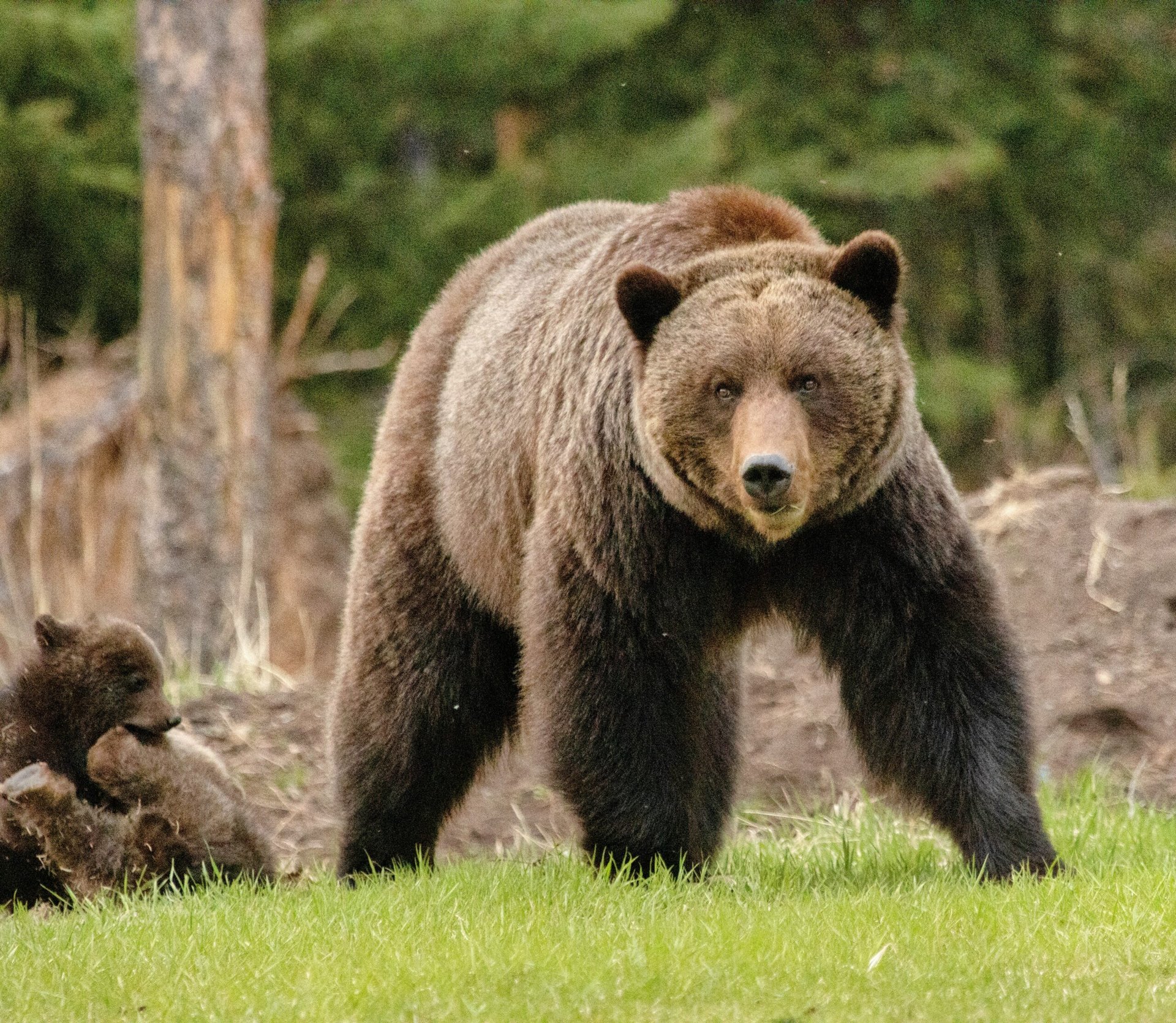 Wild bears that eat human food lack gut diversity