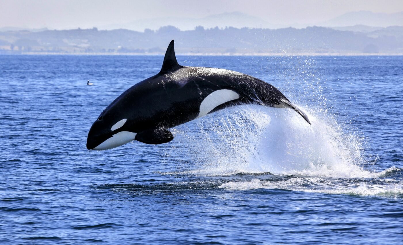 New statistical tool could improve killer whale conservation