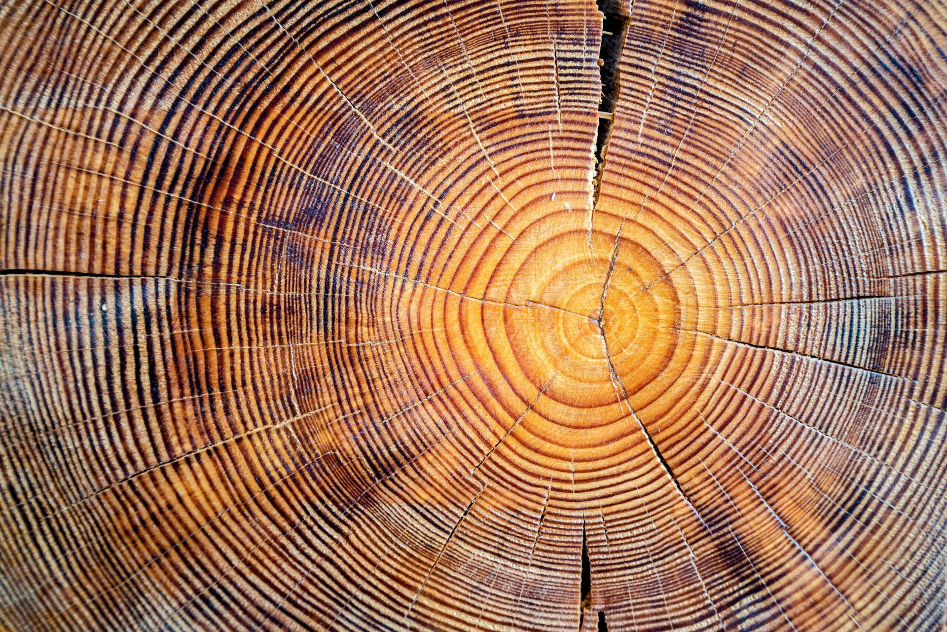 Tree rings reveal the carbon storage capacity of a forest