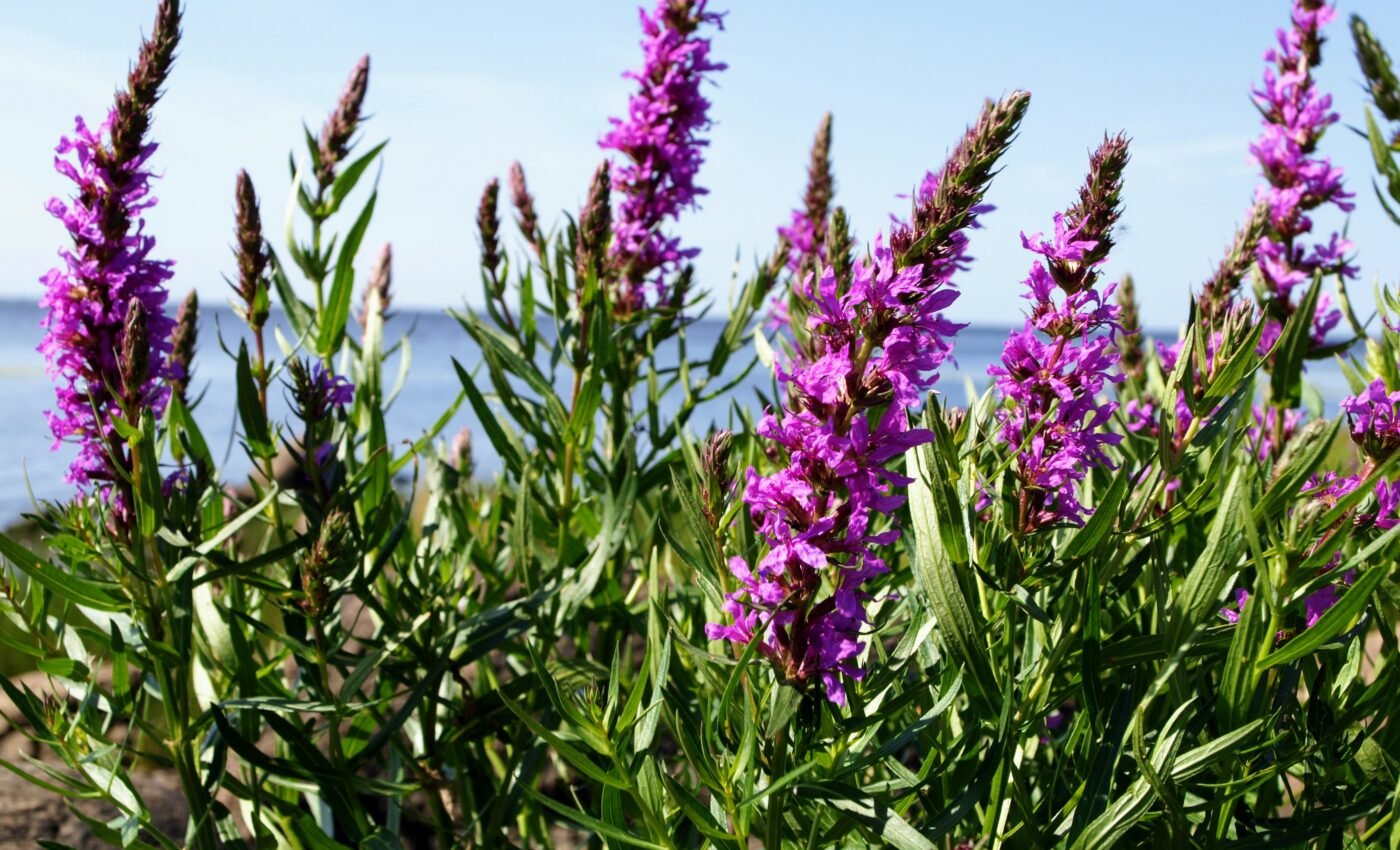 Climate change will intensify the issue of invasive plans