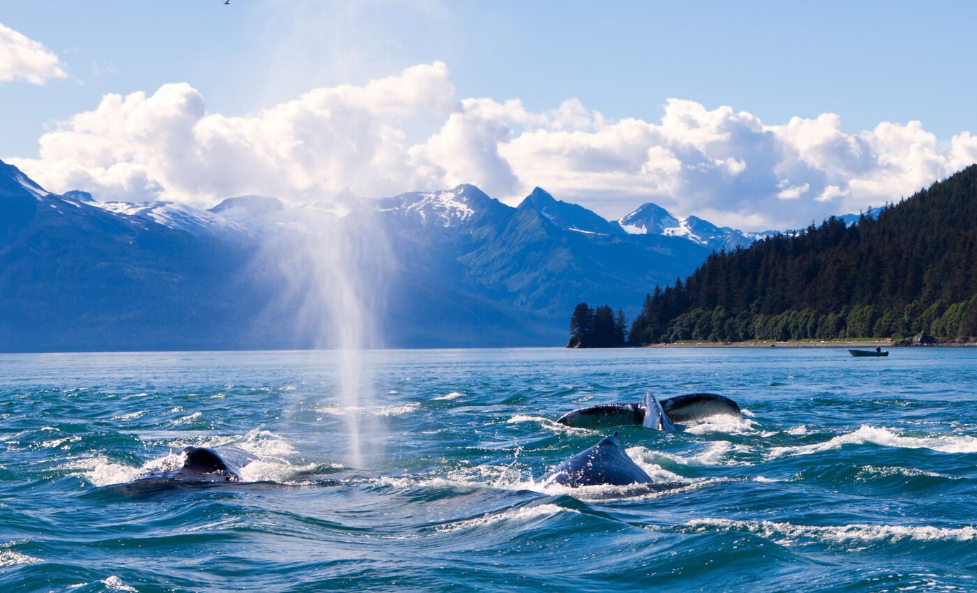 Humpback whales travel thousands of miles to mate