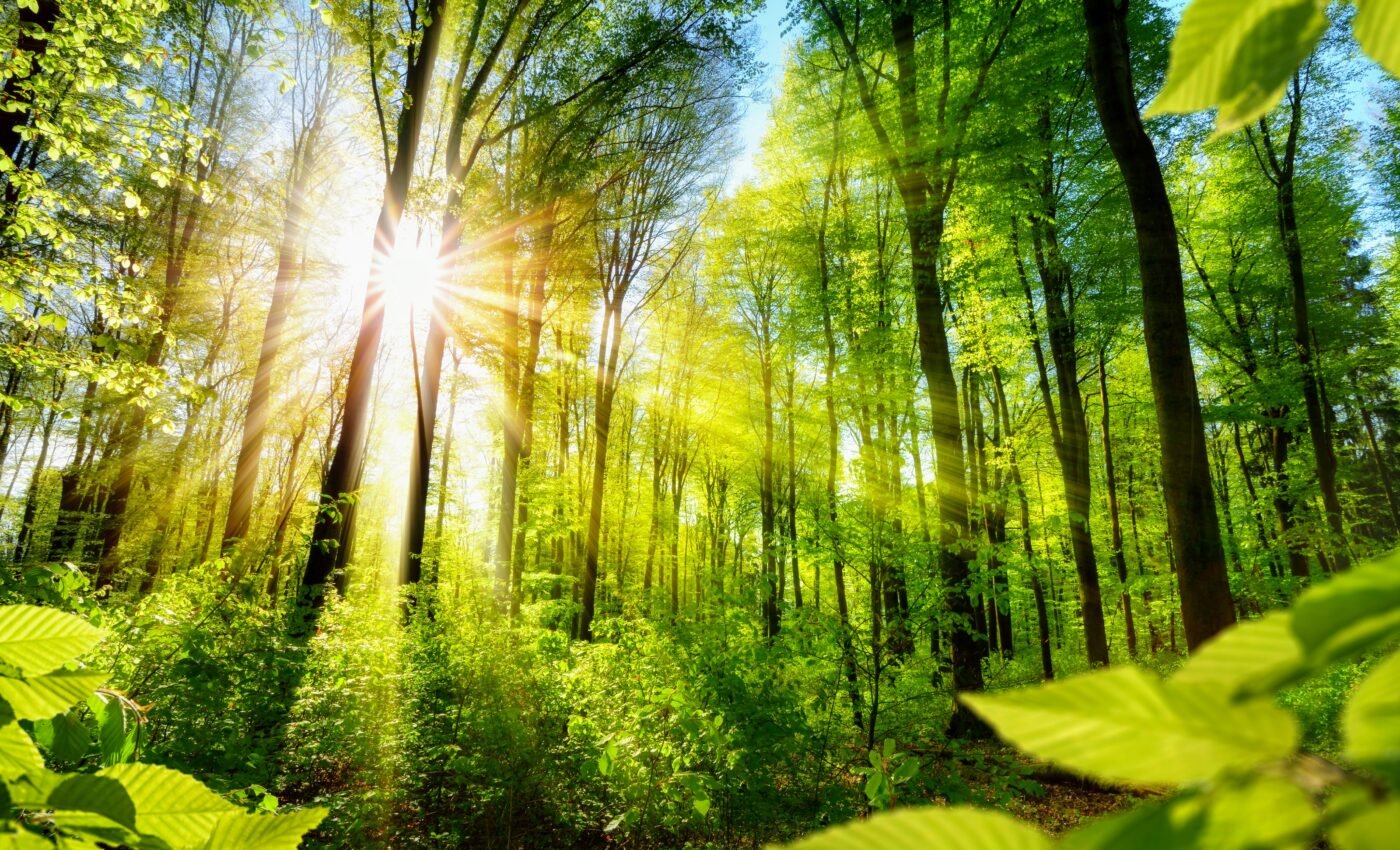 Forest edges store more carbon than expected
