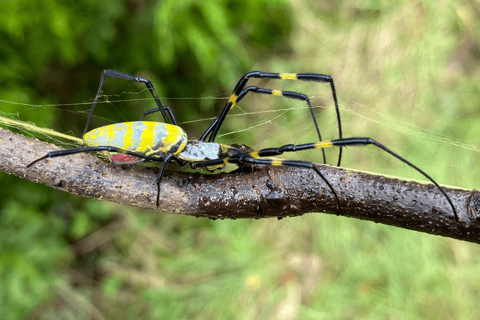 Millions of Joro spiders will parachute out of the sky this spring