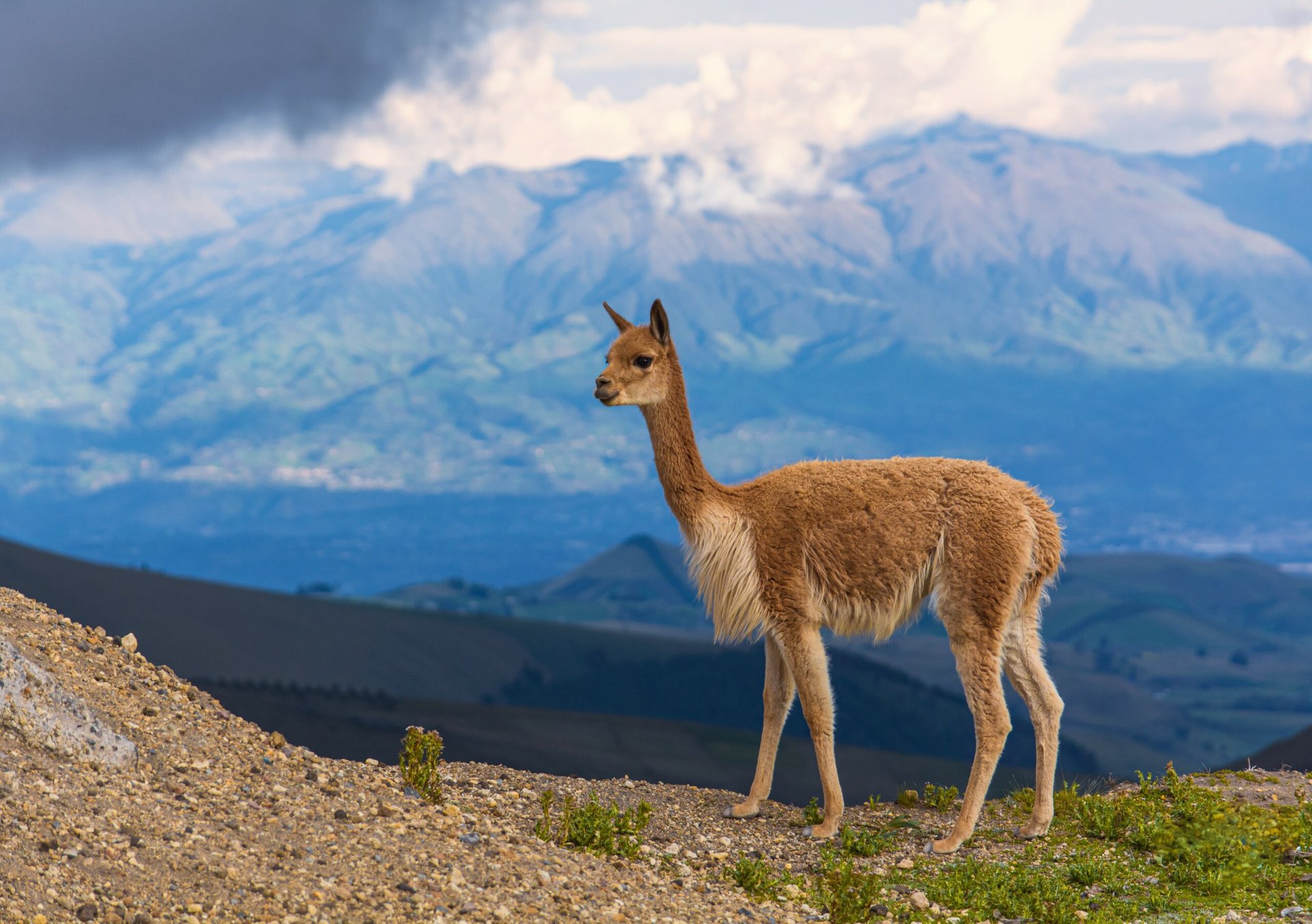 Tiny parasite disrupts an entire ecosystem in the high Andes