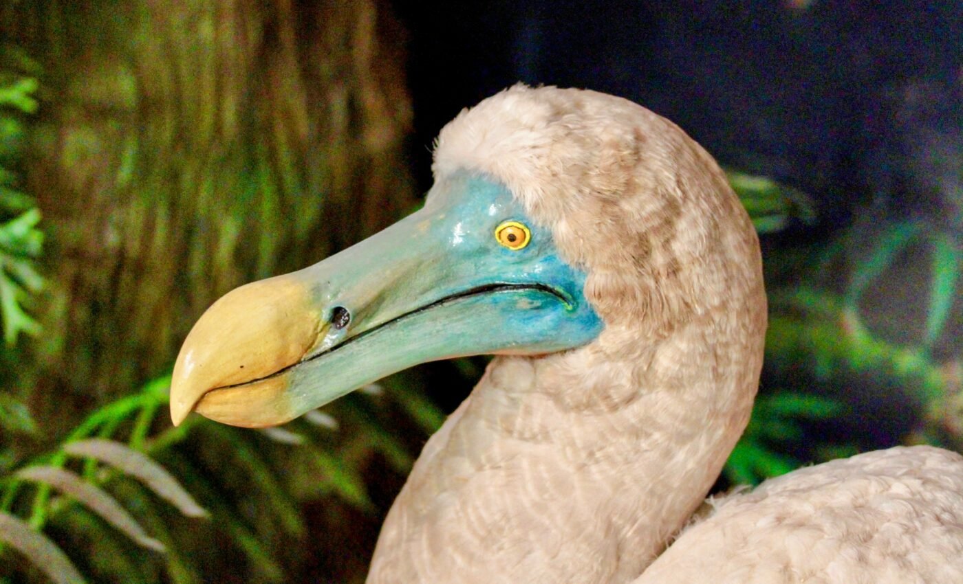 Can the dodo bird be brought back from extinction?