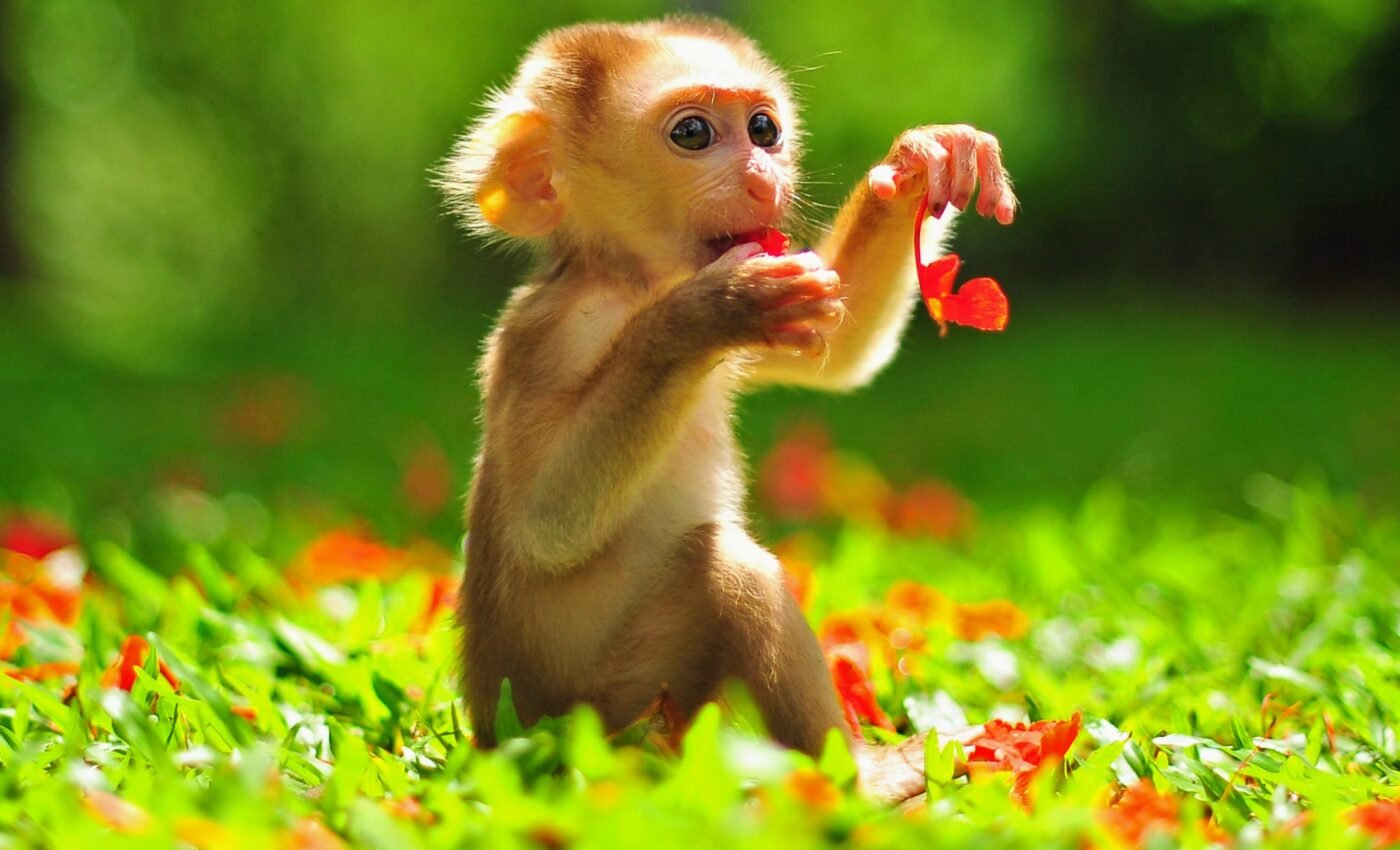 Monkeys can adapt by changing their diet