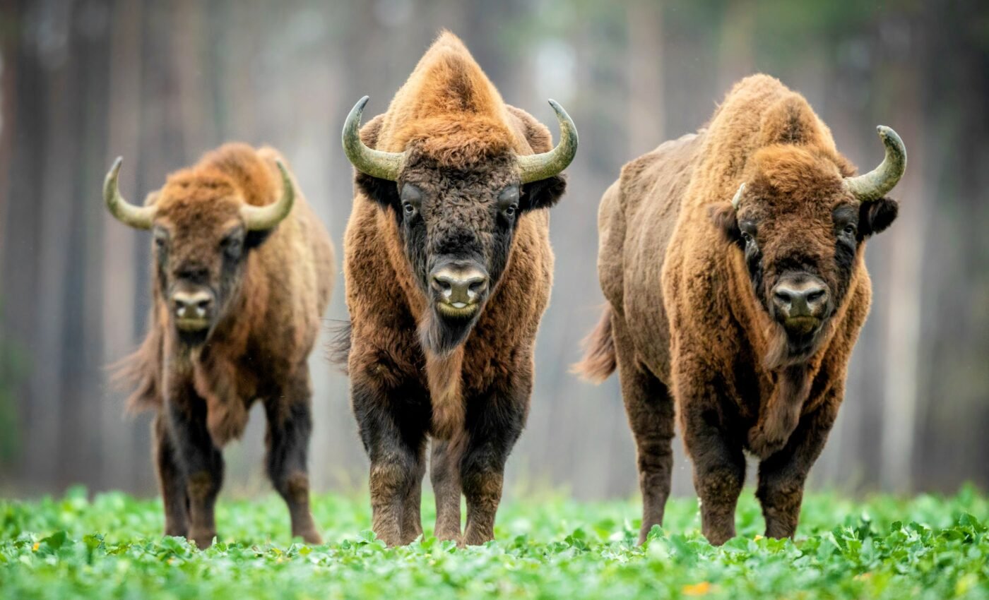 Bison can restore animal diversity and ecosystem health