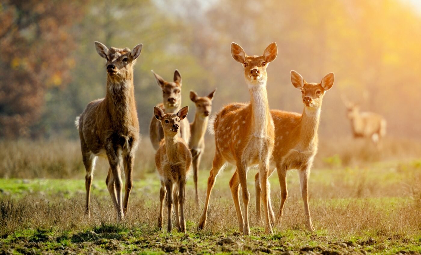 Study shows deer can transmit COVID for up to five days