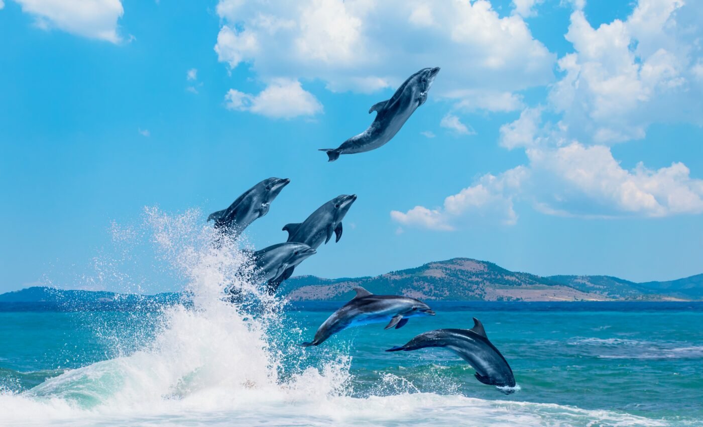 In dolphins, popular boys have more babies
