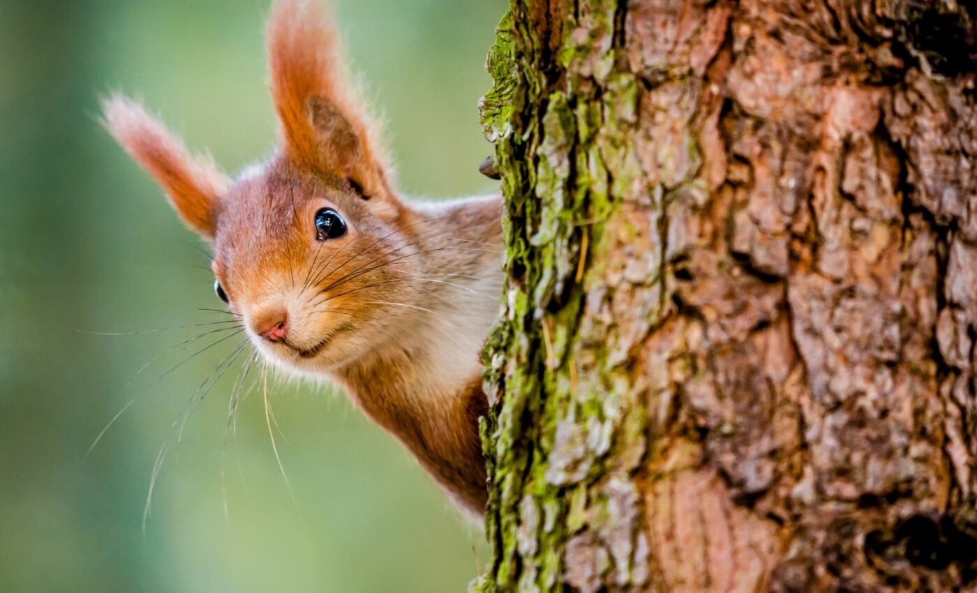 Hundreds of new mammal species may be hidden in plain sight