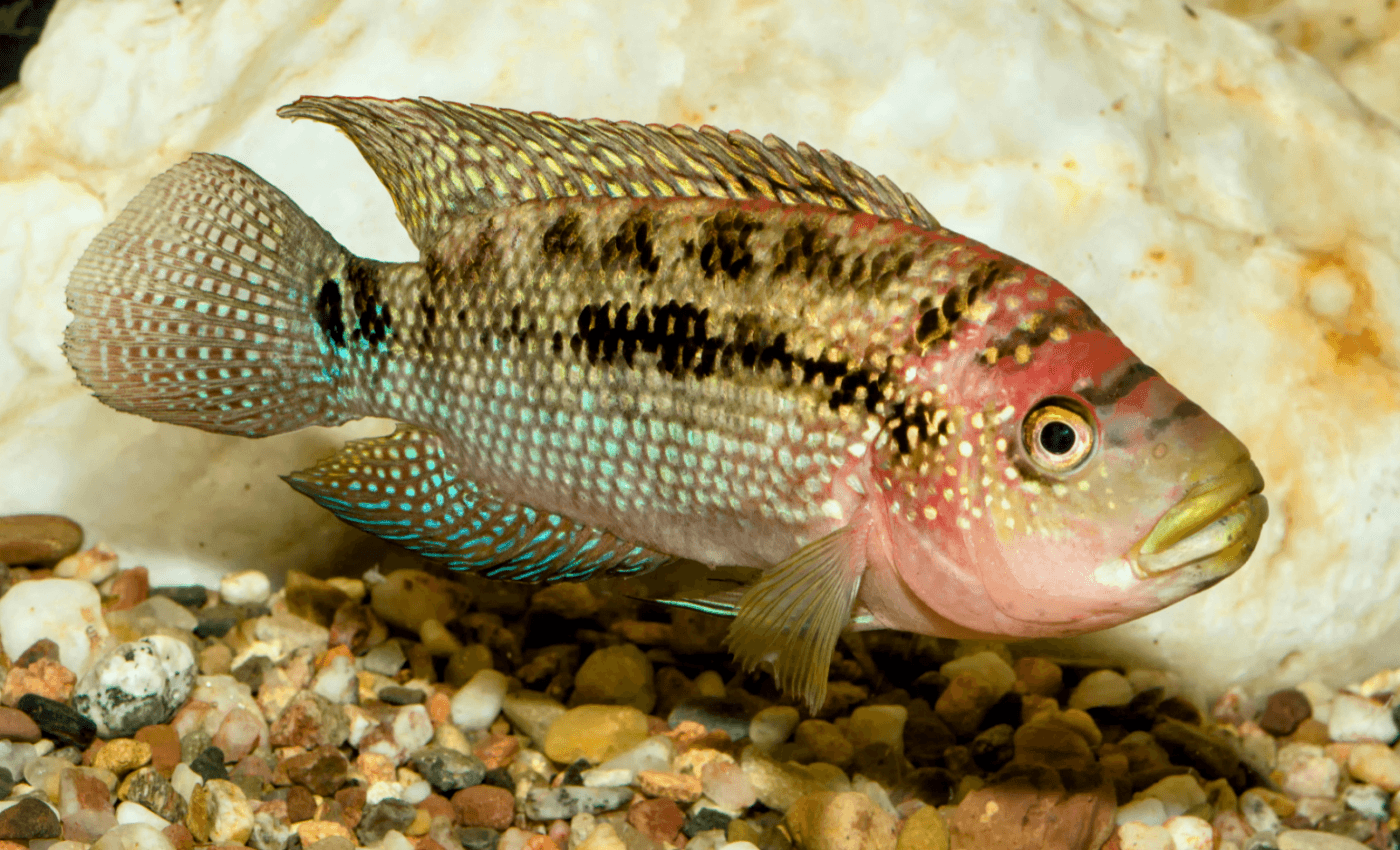 Fish are able to perform simple mathematics