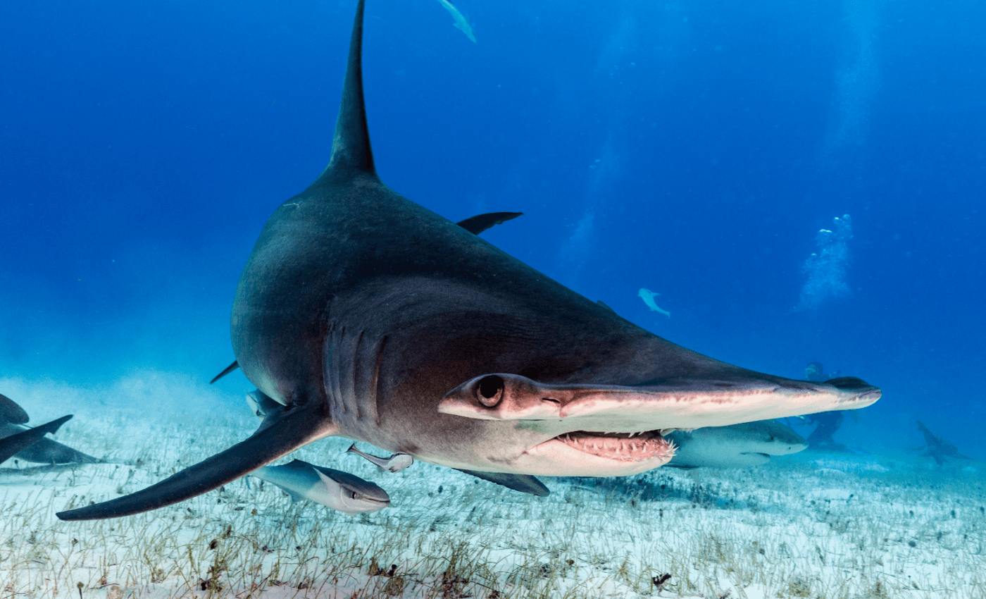 Tracking sharks to answer questions about predator and prey