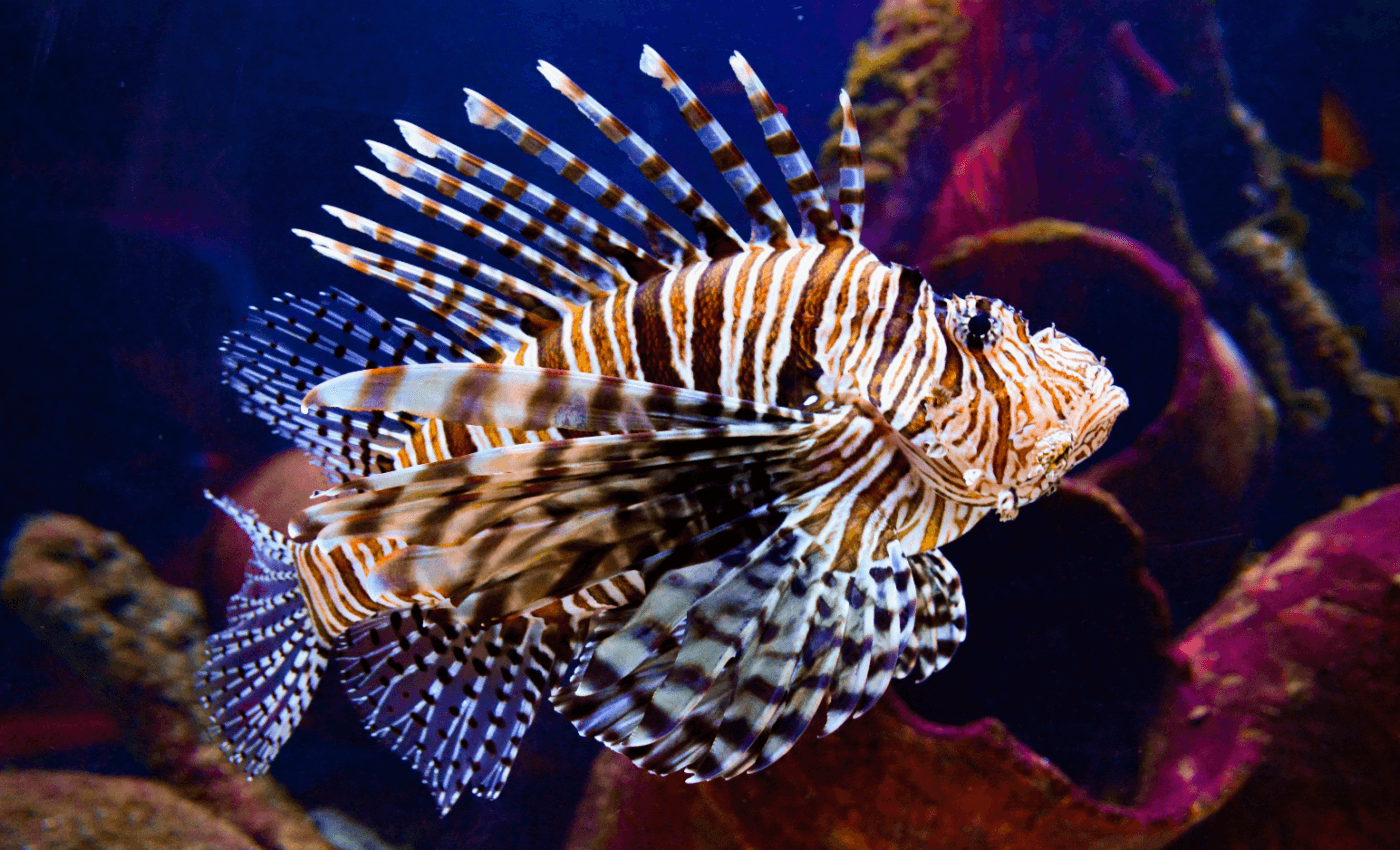 Lionfish invasion is the fastest ever reported in the Mediterranean