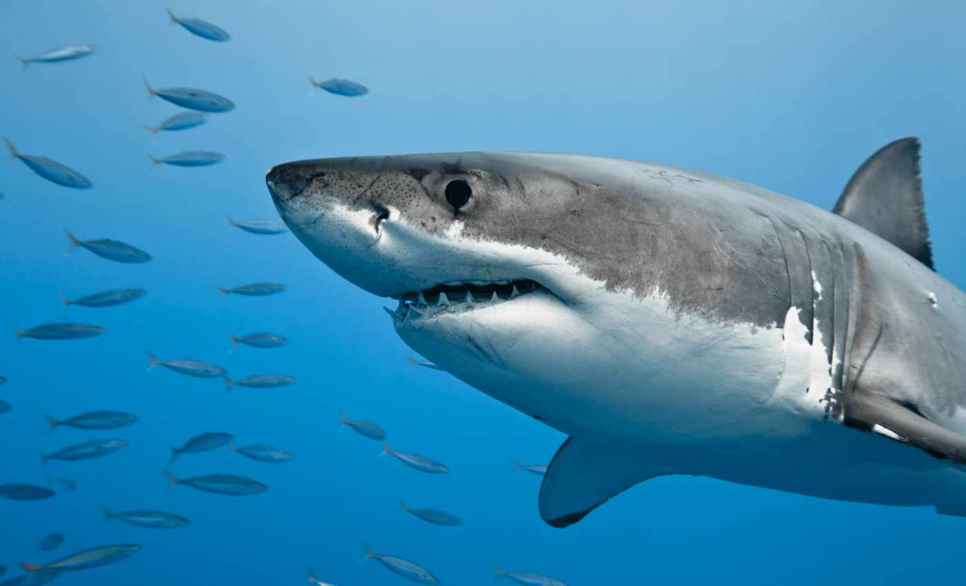 Sharks learn to stop wasting time on prey they can't catch