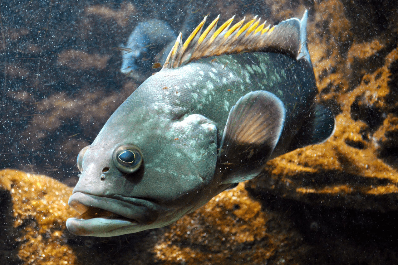 Climate change restructures marine food webs in unexpected ways