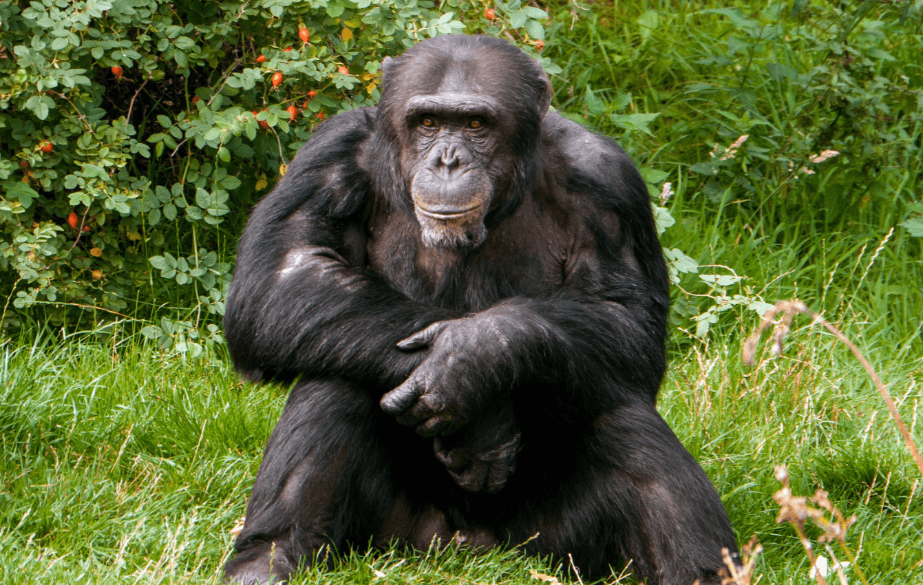 Chimpanzees can recognize the skulls of their conspecifics