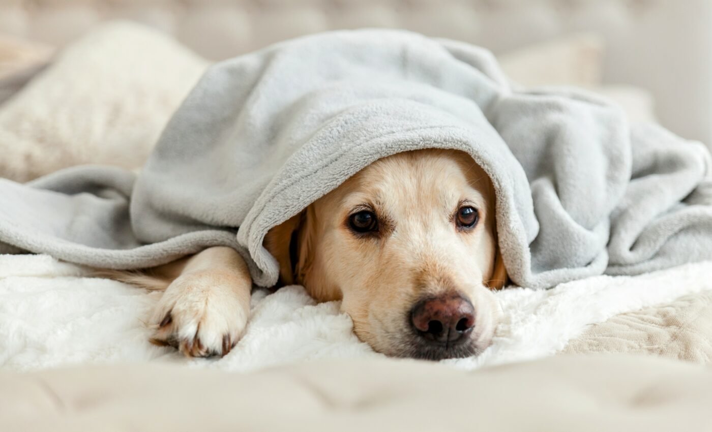 Cannabis poisoning in pets is on the rise