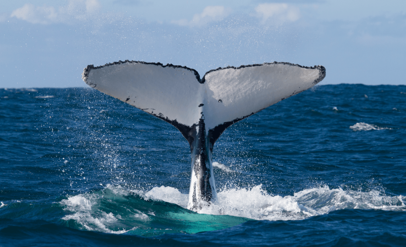 Humpback whale calls reveal mysterious gunshot sound