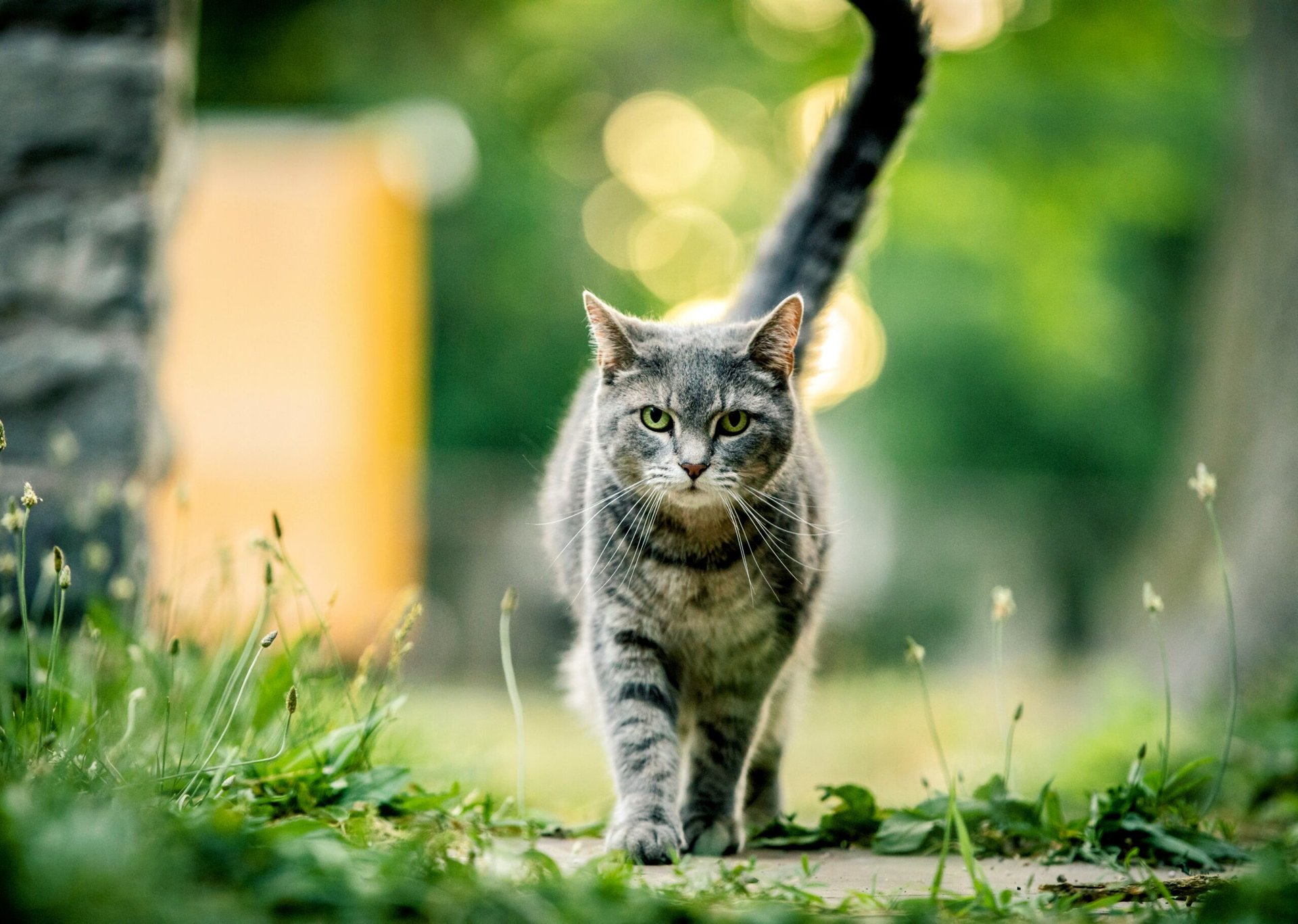 Domestic cats do not usually roam too far from home