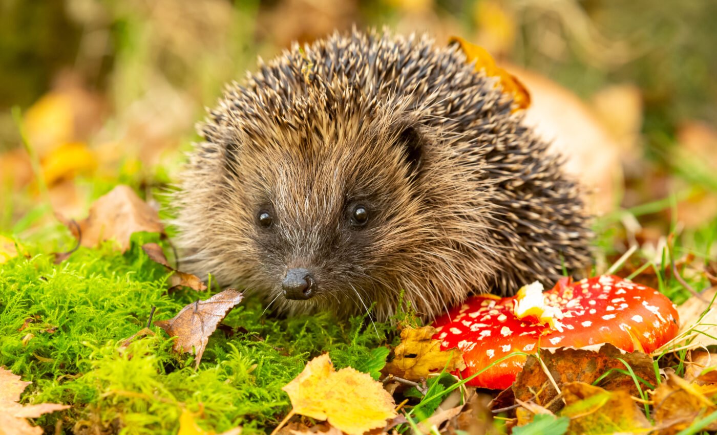 Humans spread antimicrobial resistant bacteria to urban wildlife
