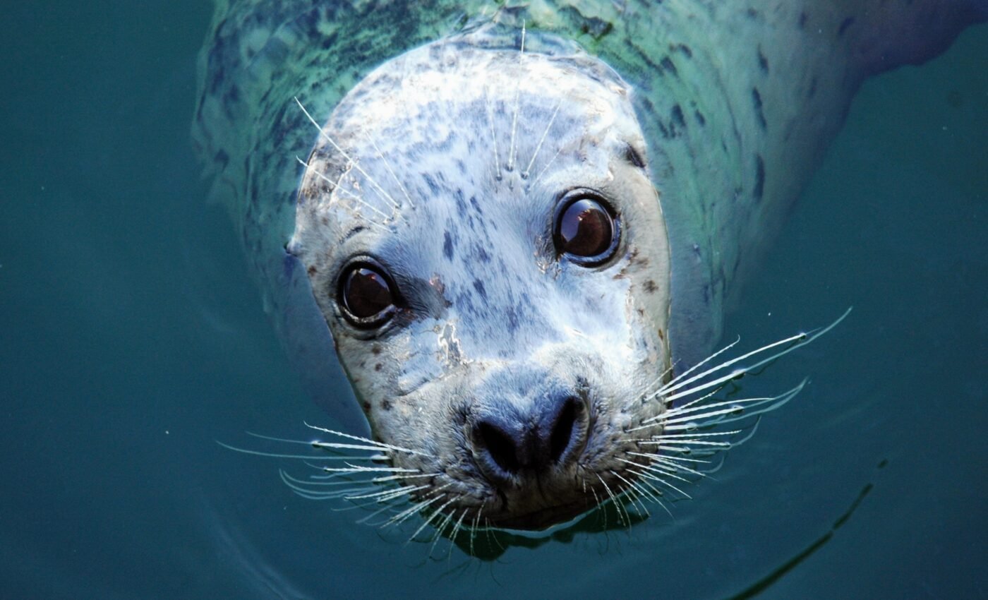 Harbor seals use vocal learning to sound larger than they appear
