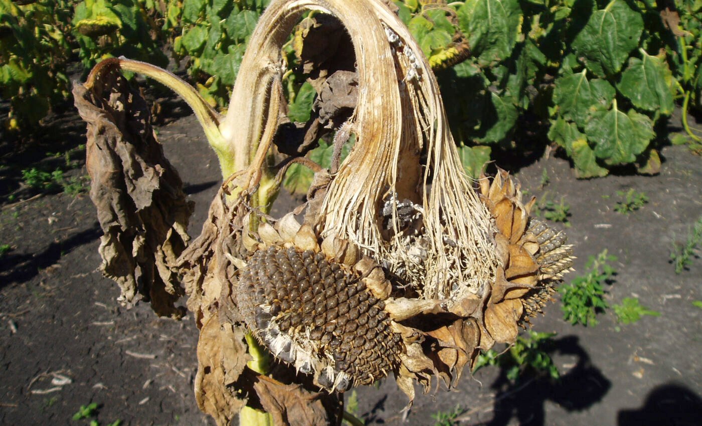 How the white mold fungus evades plant defenses