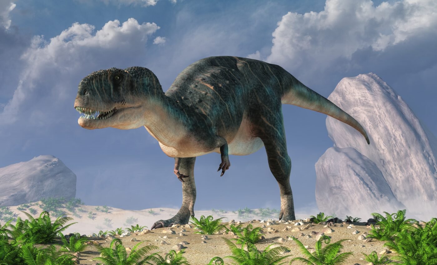 The largest megaraptor discovered in Argentina
