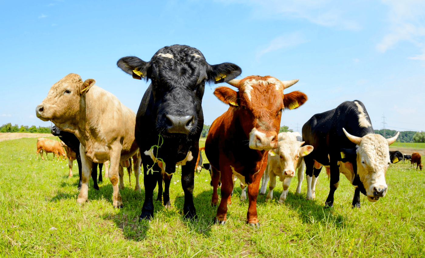 Satellites detect methane emission from cow burps