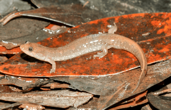New salamander sheds light on a biodiversity hotspot