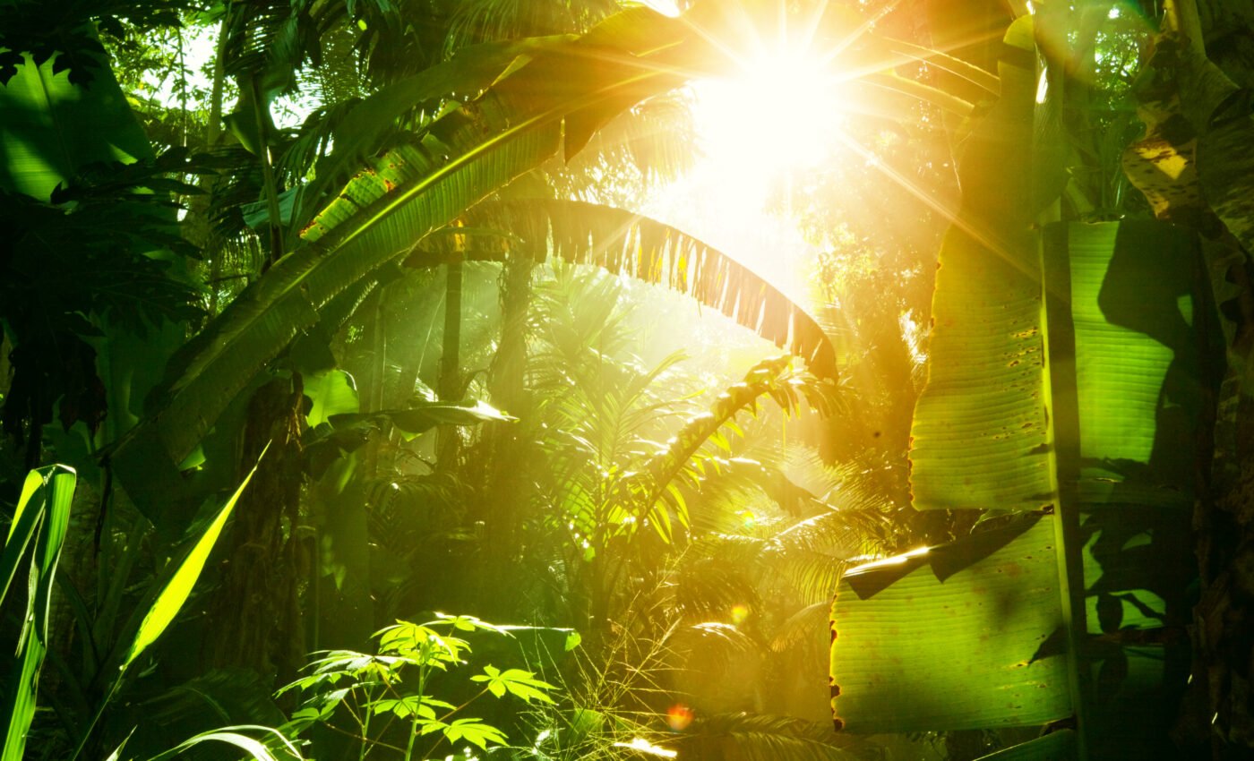 Carbon dioxide has a minimal impact on tropical vegetation