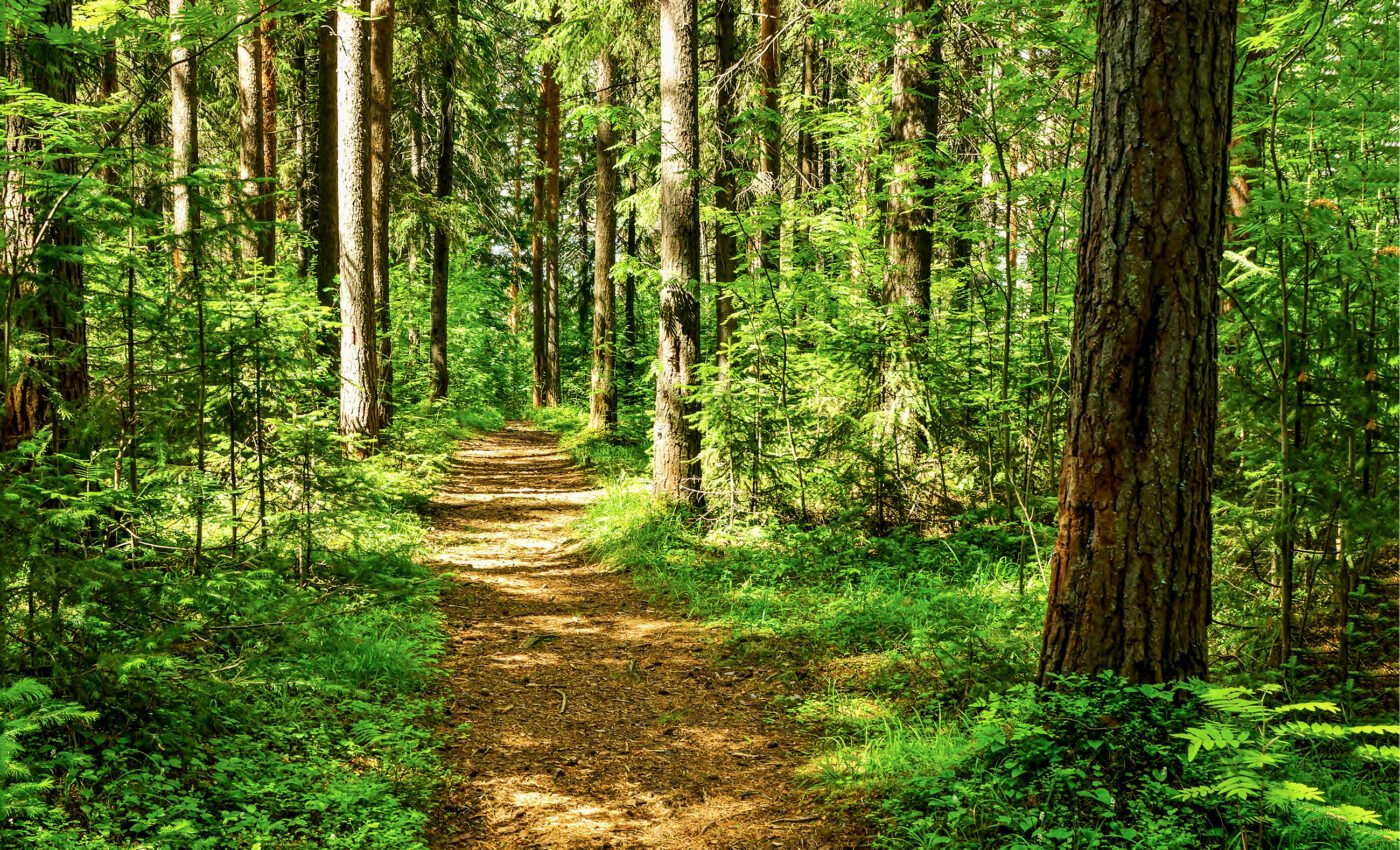 Climate change will "supercharge" forest disturbances