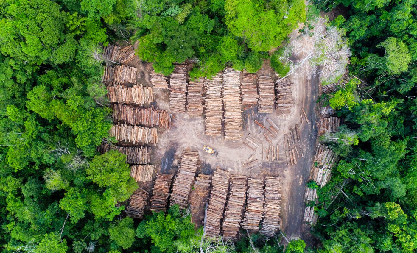 Deforestation threatens two new fish species with extinction