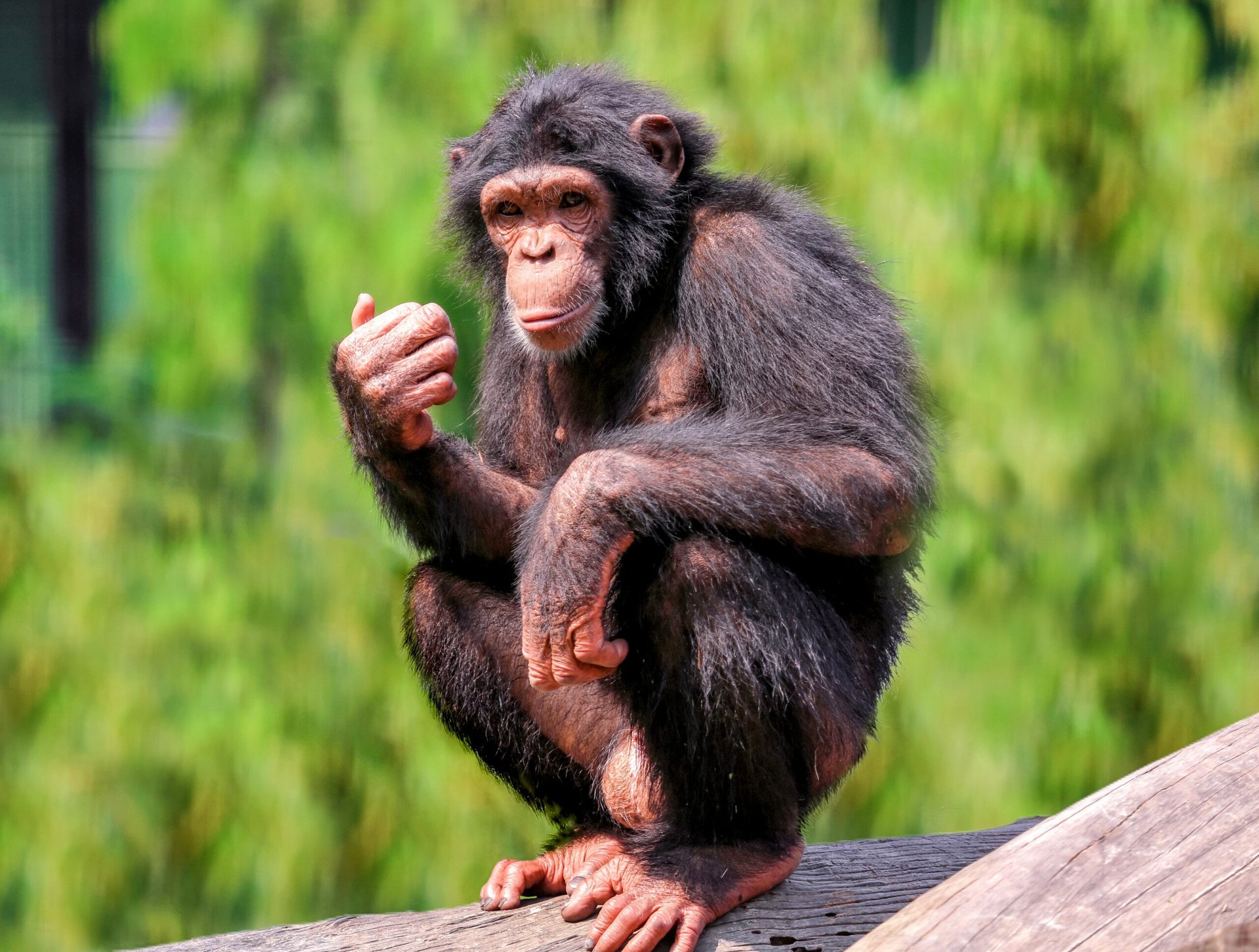 Chimpanzees use surprisingly complex vocal sequences