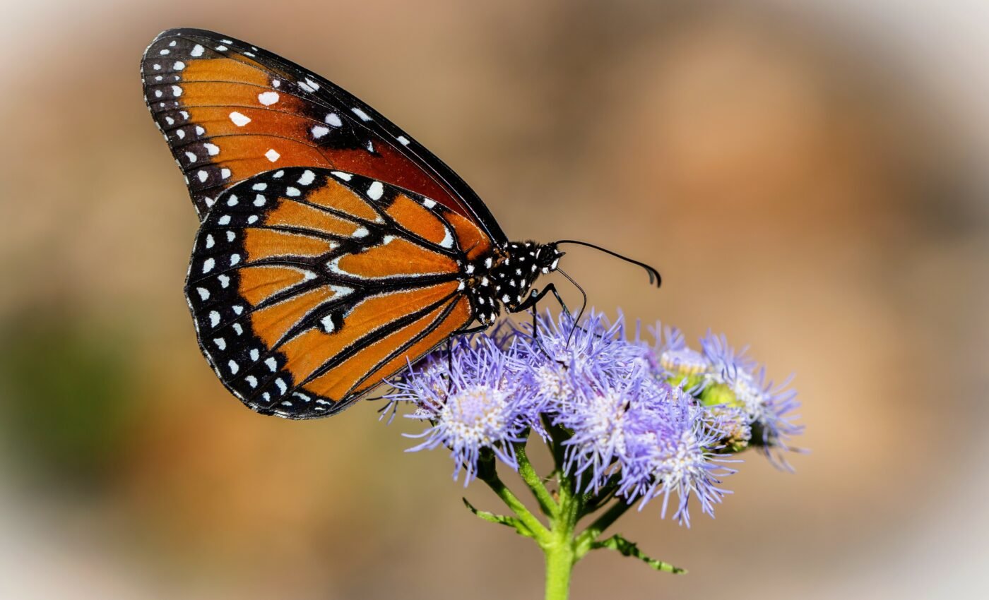Light pollution disorients monarch butterflies