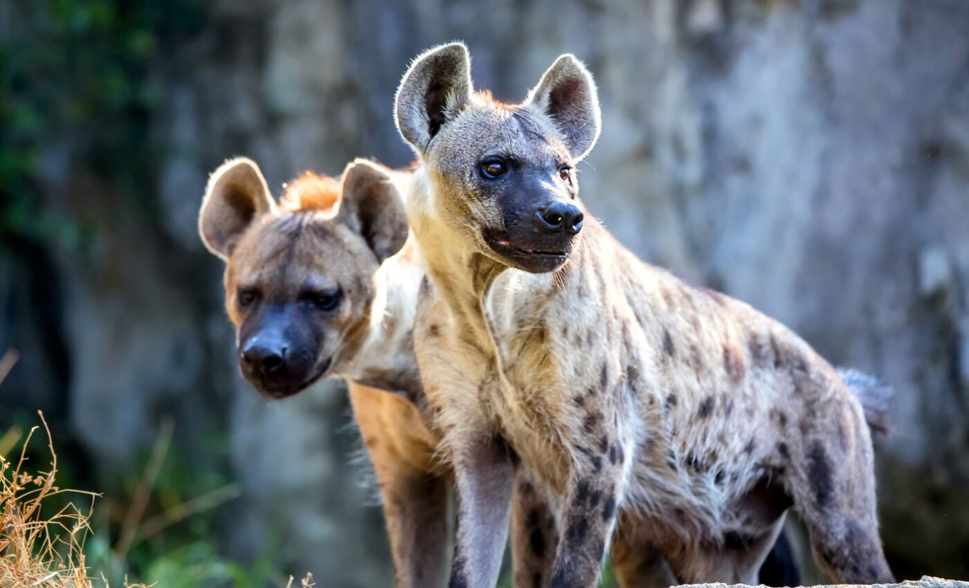 Wild animals can evolve faster than previously thought