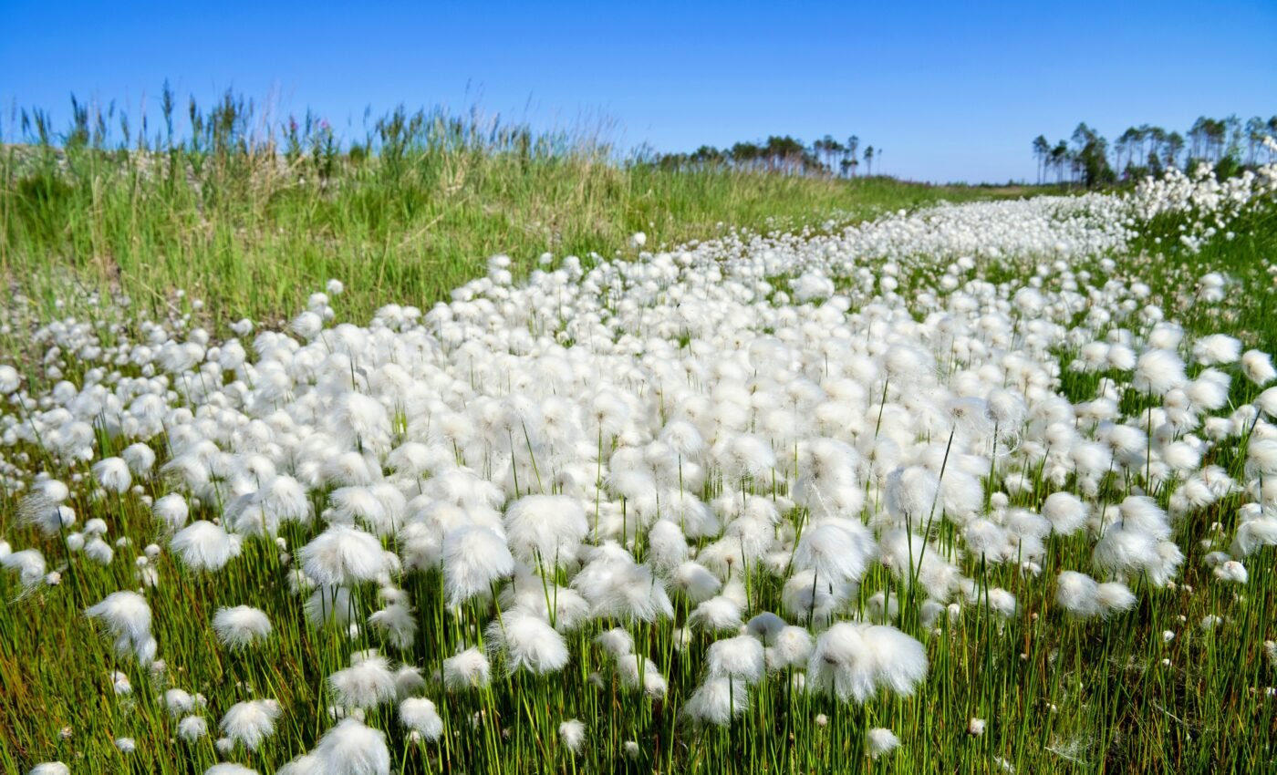 Siberian tundra could vanish by mid-millennium