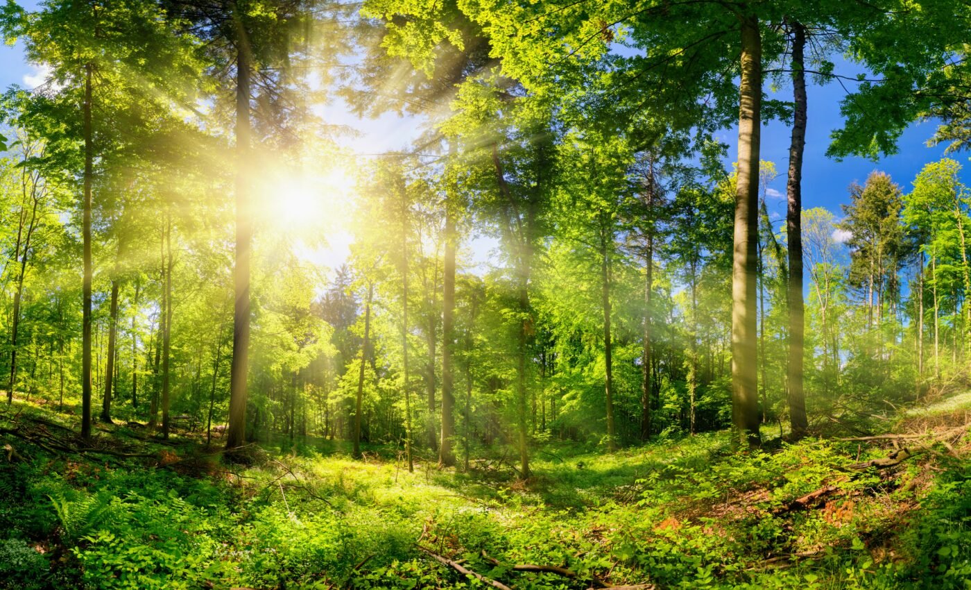 Forests will be our allies in the fight against climate change