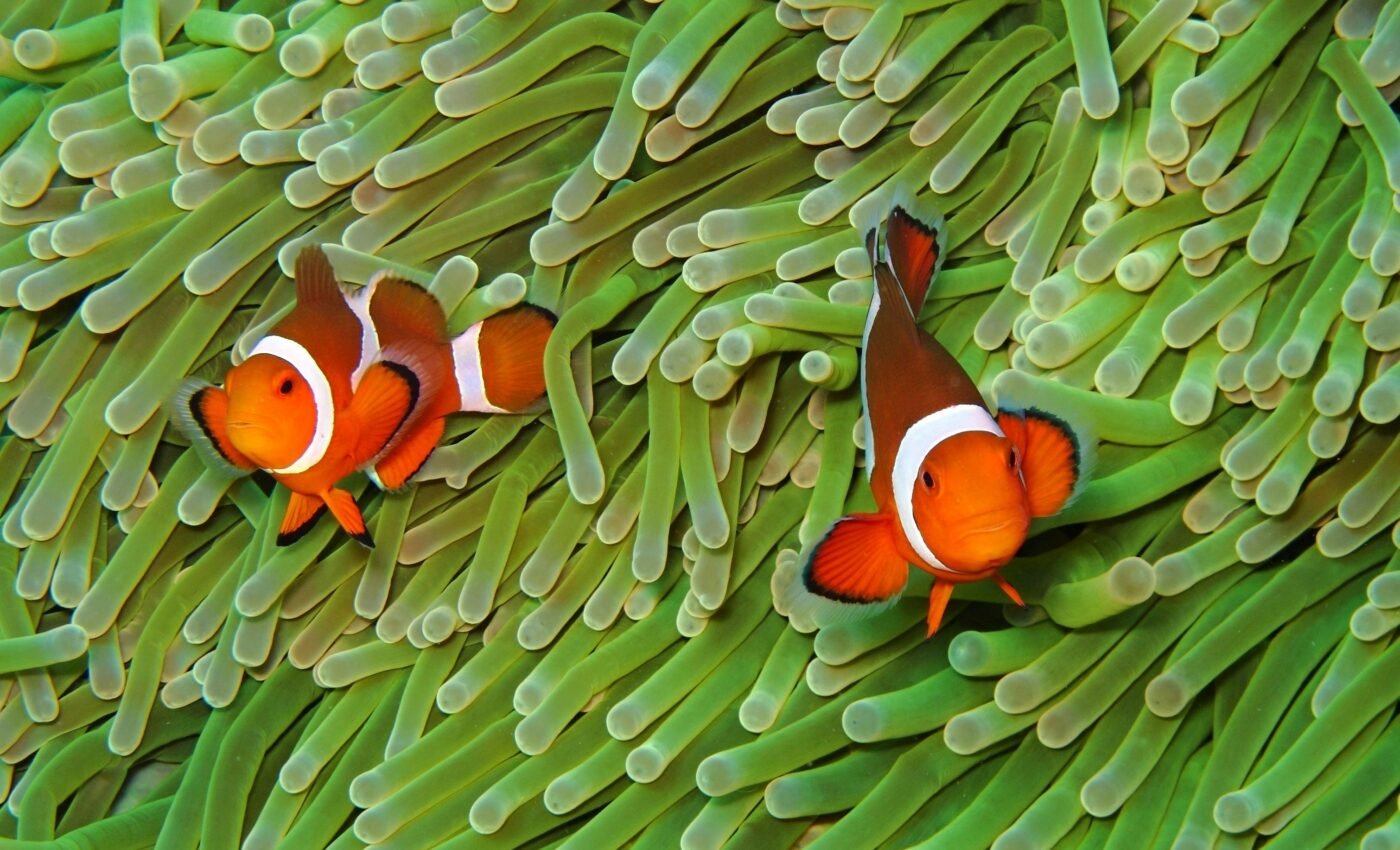 How does biodiversity affect species interactions