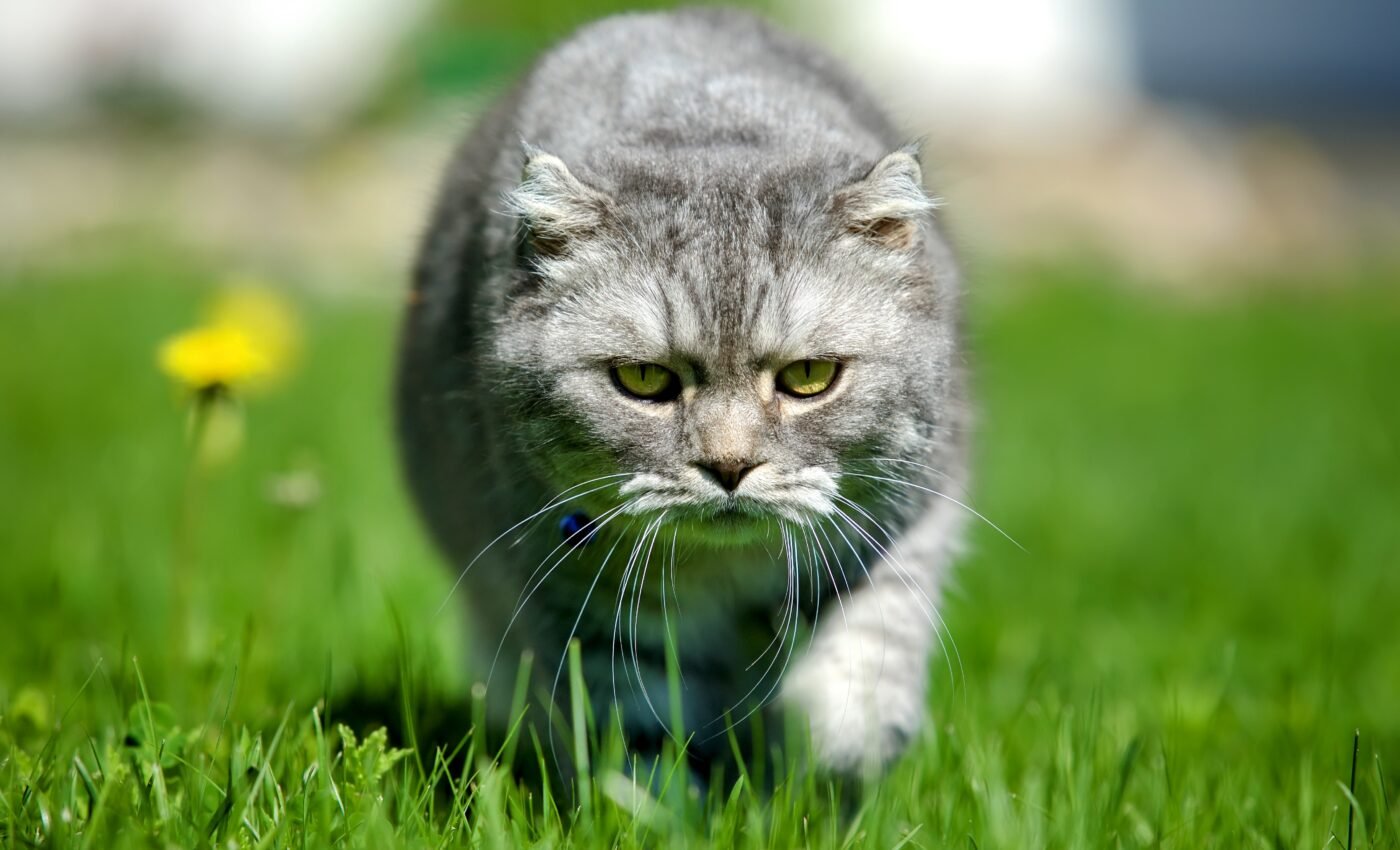 Domestic cats kill hundreds of millions of animals each year