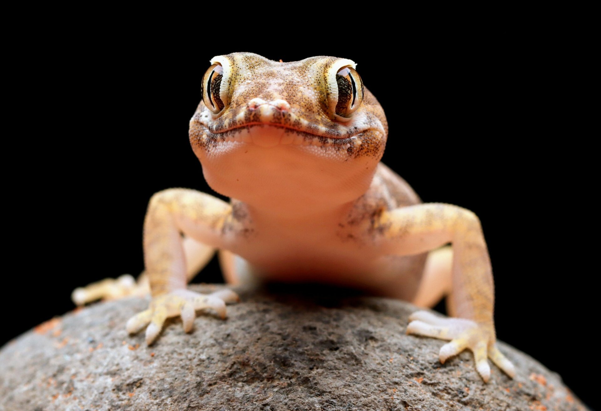 Colorful new gecko found in the forests of India