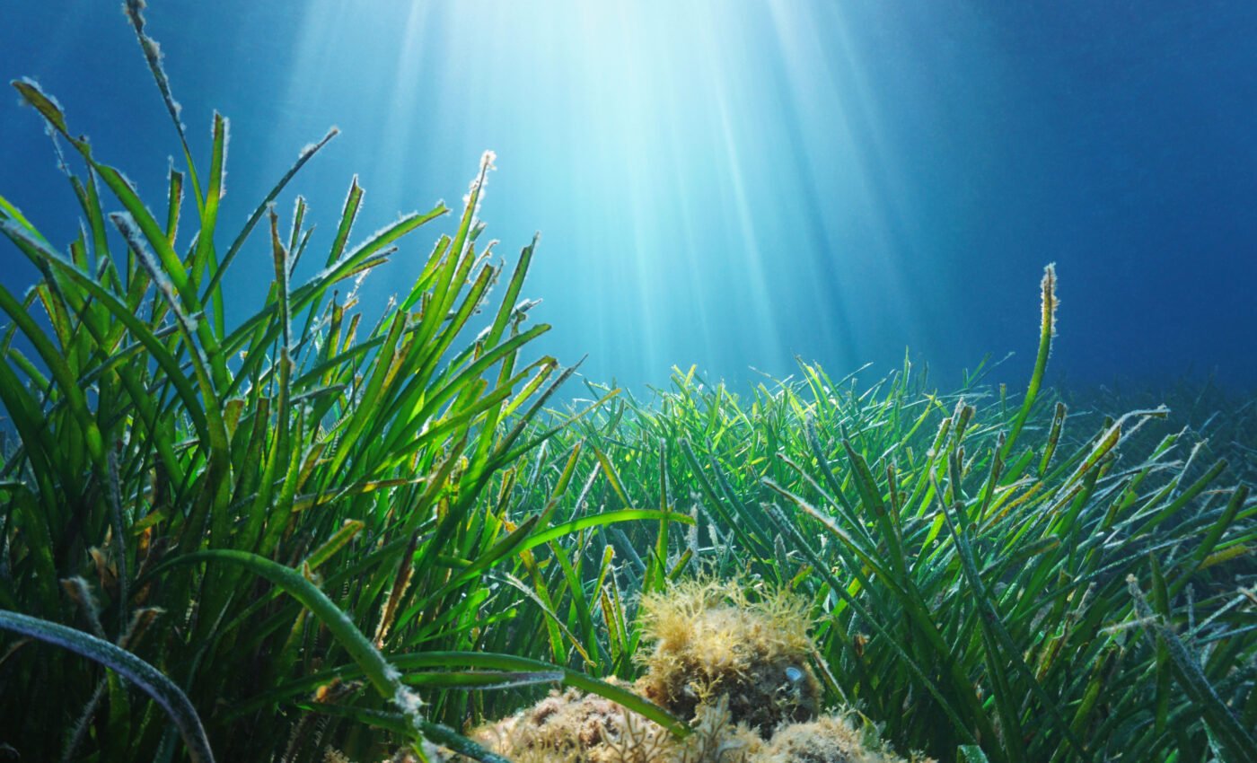 World’s largest plant found in Western Australia