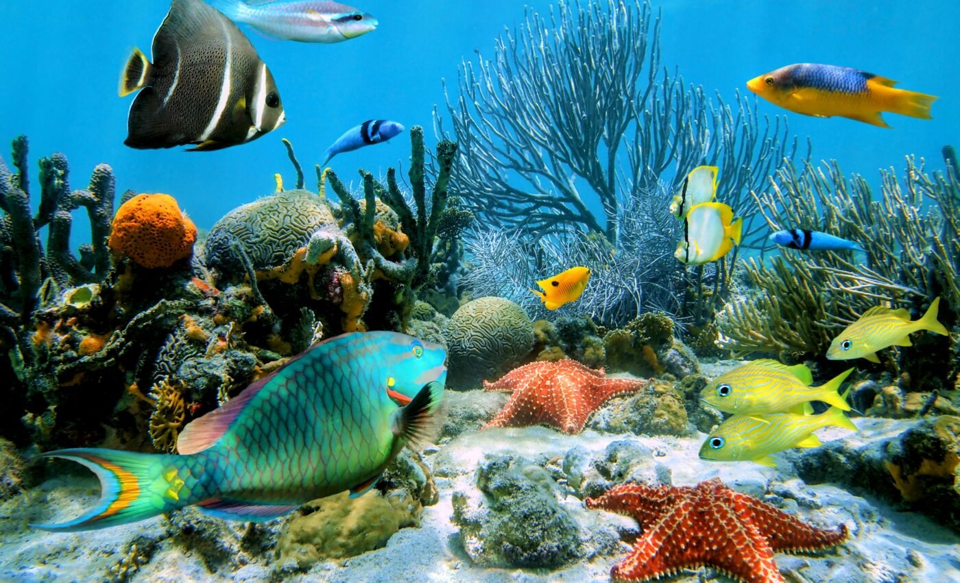 Unchecked emissions may lead to marine mass extinction
