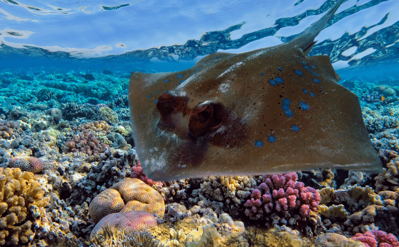 How did the organs of electric fish evolve?